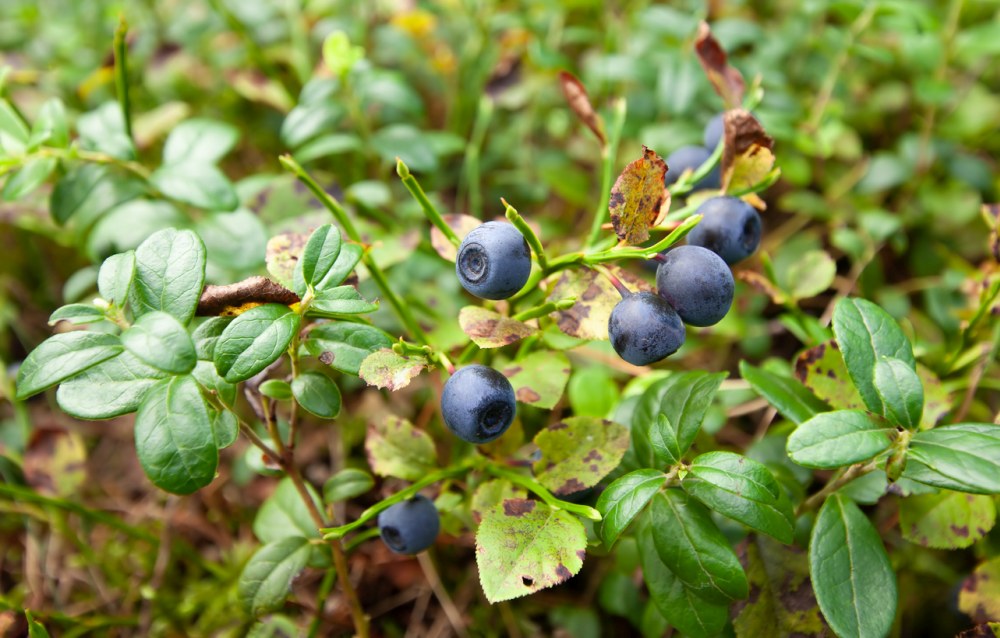 Huckleberries